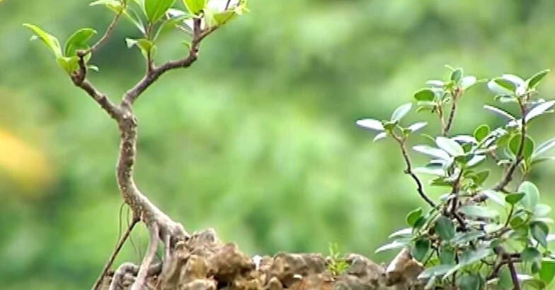 bonsai bonsai