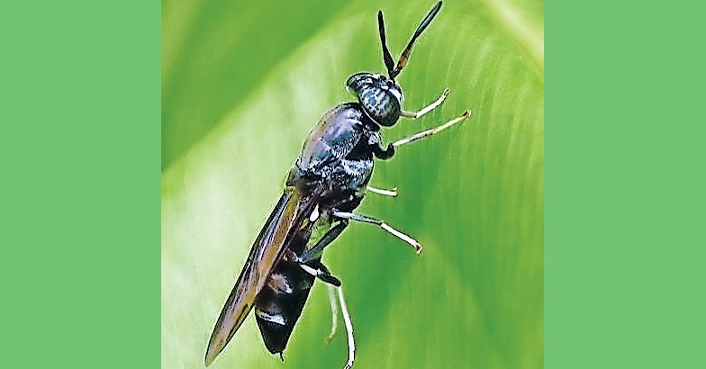 black-soldier-fly-on-leaf black-soldier-fly-on-leaf