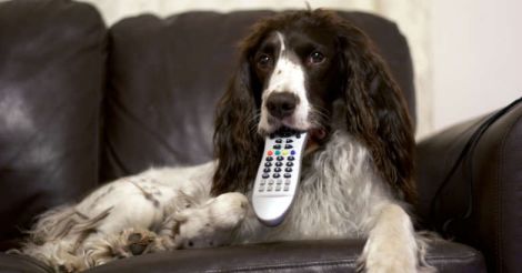 Remote For Dogs