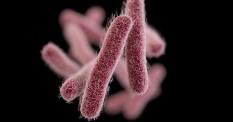 shigellosis-bacteria
