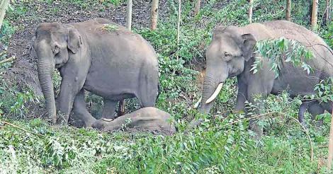 elephant-calf-died