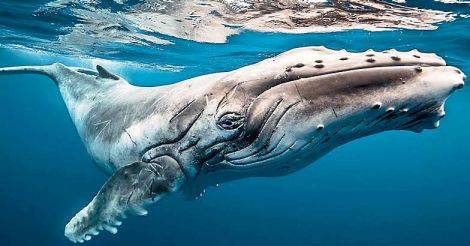 Oman Whale