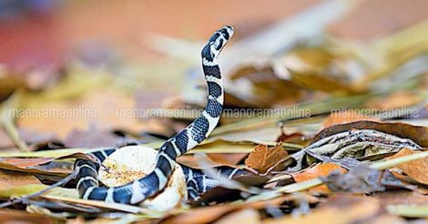 Parassinikkadavu-cobra