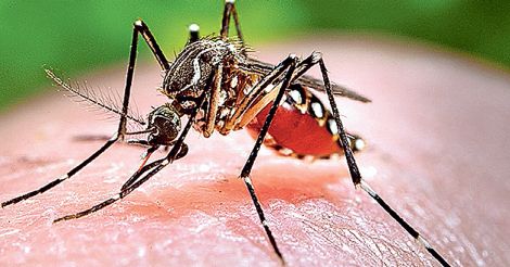 Aedes-aegypti-mosquito