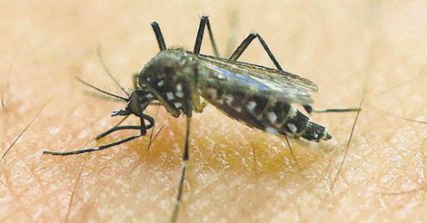 int-zika-virus-mosquito-dc
