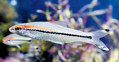 ornamental-fish