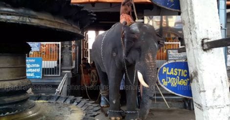 Elephant, Guruvayoor