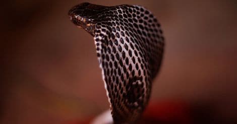 Snake-Cobra
