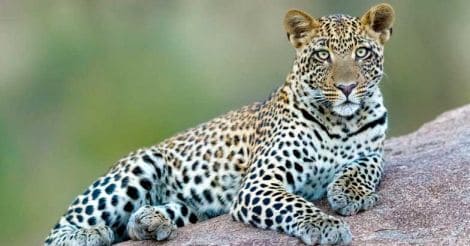 leopard-representational-image