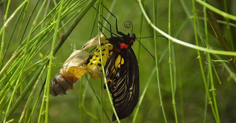 Butterfly-Garuda-Shalabham