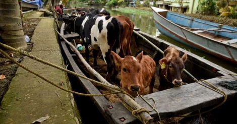kerala-floods-cow-1