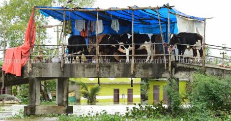 kerala-floods-cow