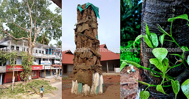 saving-peepal-tree-maranchery.jpg.image.780.410 saving-peepal-tree-maranchery.jpg.image.780.410