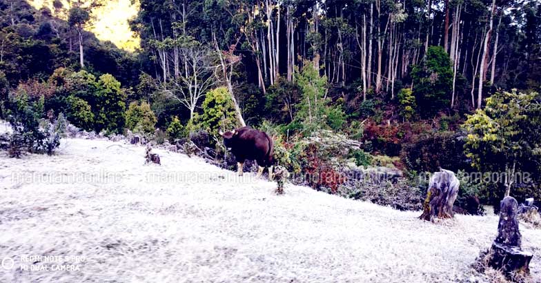 munnar-snow-1 munnar-snow-1