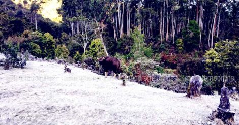 munnar-snow-1 munnar-snow-1