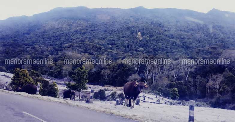 munnar-snow-4 munnar-snow-4