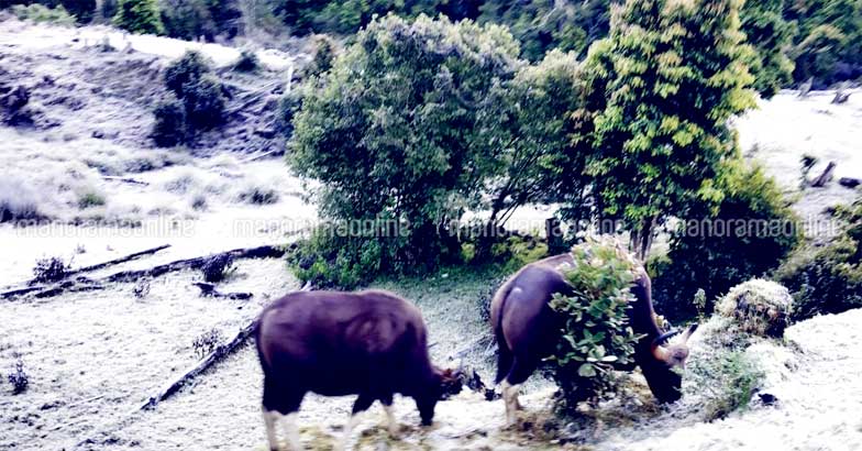 munnar-snow-6 munnar-snow-6