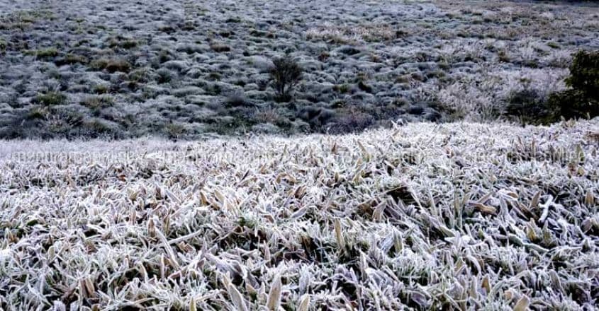 munnar-snow-9 munnar-snow-9