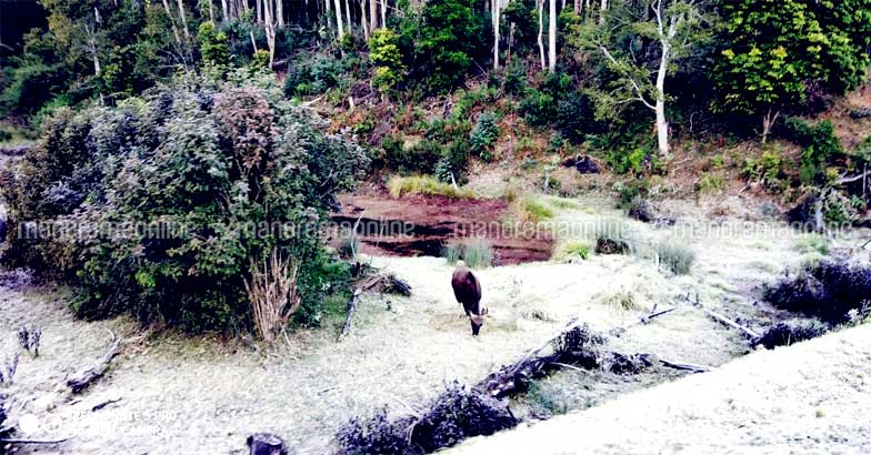 munnar-snow munnar-snow