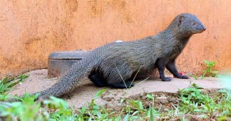 mongoose2