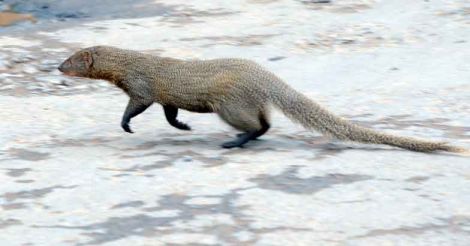 mongoose3