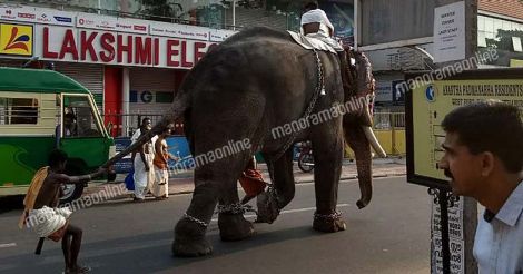 Elephant, Padmanabha Swamy Temple