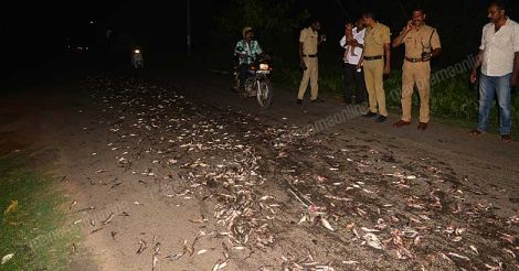 Fish Alapuzha