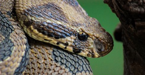 Daboia - Russell viper snake