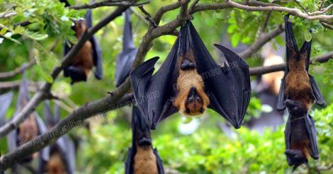 Kerala Bats