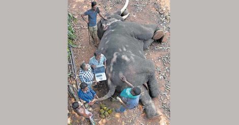 elephant-scanning