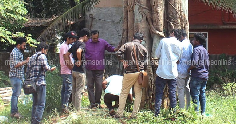 saving-banyan-tree saving-banyan-tree