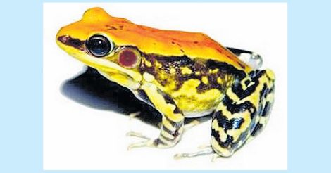 bahuvistara-frog