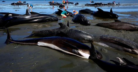 stranded whales in Newzealand