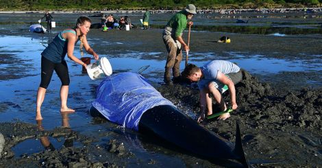 stranded whale in Newzealand stranded whale in Newzealand