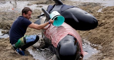 stranded whale in Newzealand