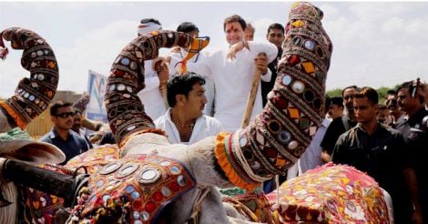 Rahul Gandhi rides on a bullock cart