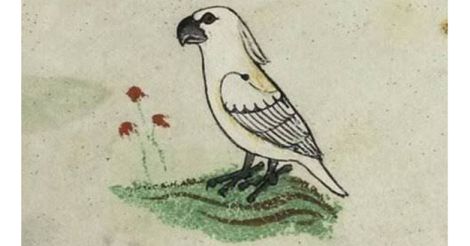 Vatican-cockatoo