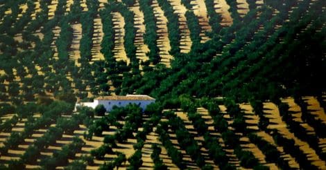 olive-farm