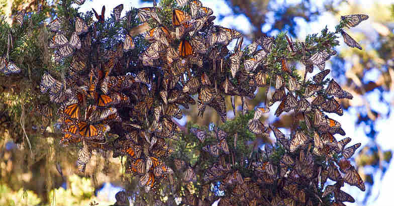 Monarch-butterflies-pacific-grove Monarch-butterflies-pacific-grove