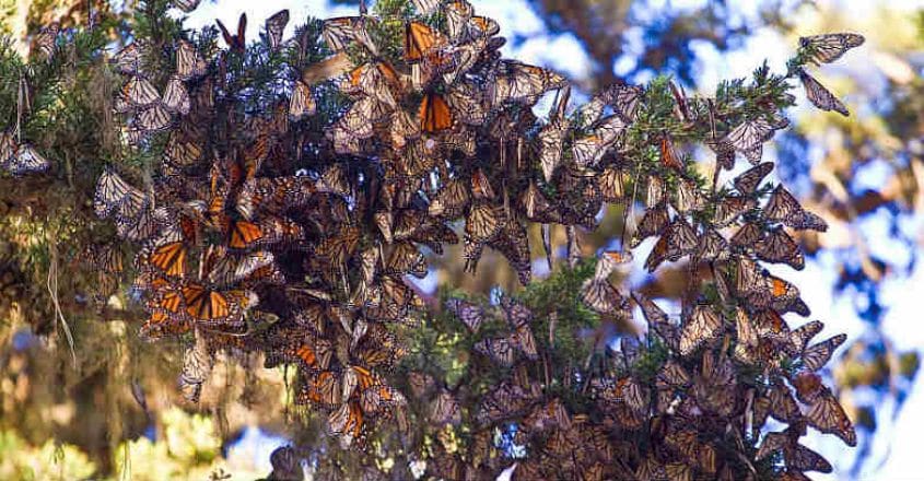 Monarch-butterflies-pacific-grove Monarch-butterflies-pacific-grove
