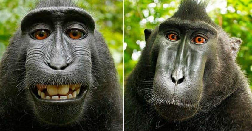 Monkey-selfies