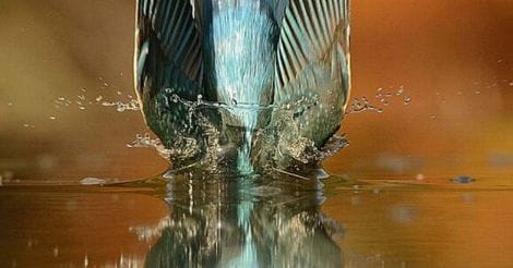 bird-water