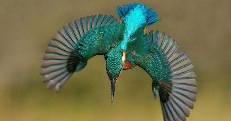 perfect-kingfisher