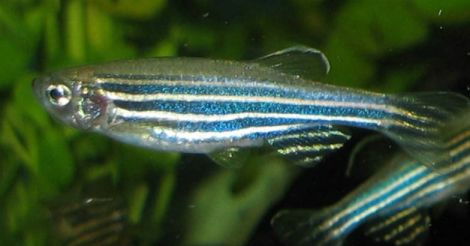 zeabra-fish