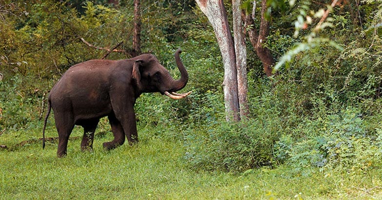 parambikulam12 parambikulam12