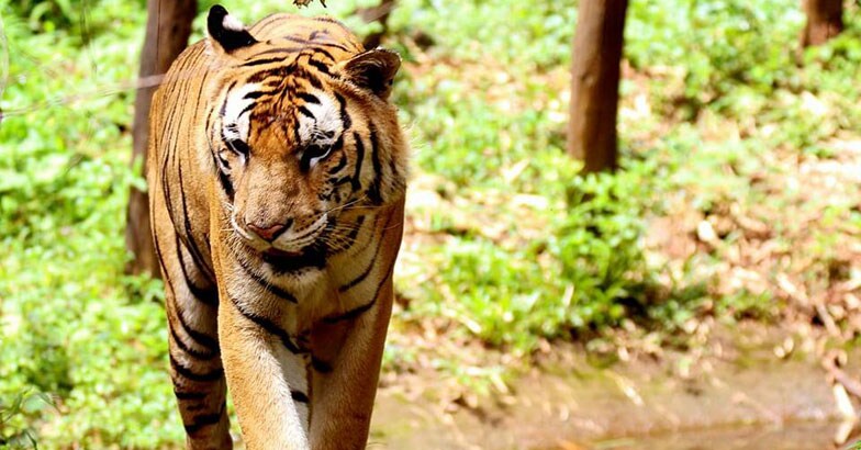 Kabini-Wildlife Kabini-Wildlife
