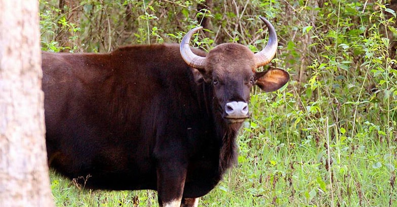 Kabini-Wildlife2 Kabini-Wildlife2