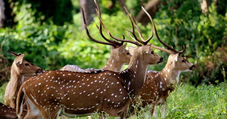 Kabini-Wildlife4 Kabini-Wildlife4