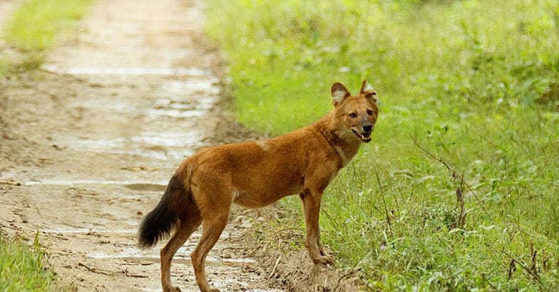 Kabini-Wildlife5 Kabini-Wildlife5