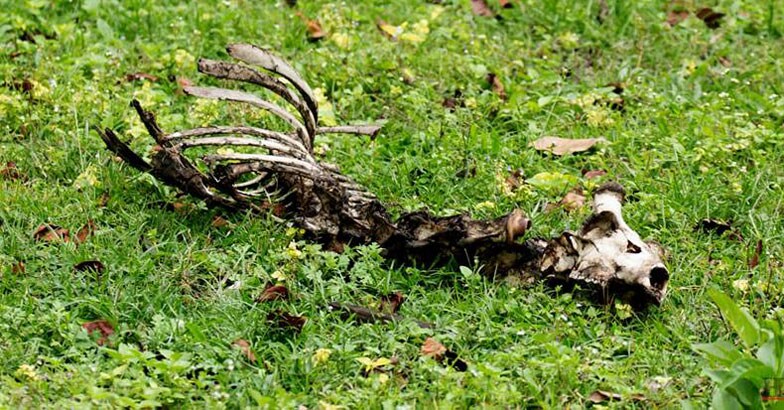 Kabini-Wildlife7 Kabini-Wildlife7